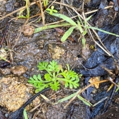 Leptinella filicula at Namadgi National Park - 4 Dec 2023