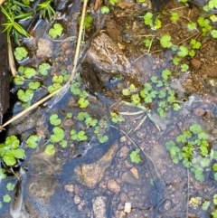 Hydrocotyle sibthorpioides (A Pennywort) at Cotter River, ACT - 3 Dec 2023 by Tapirlord