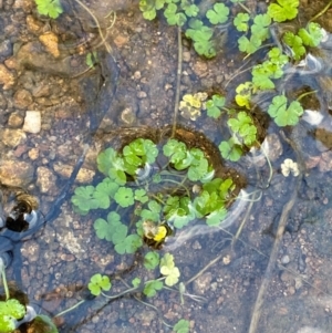 Hydrocotyle sibthorpioides at Namadgi National Park - 4 Dec 2023