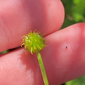 Ranunculus scapiger at Namadgi National Park - 4 Dec 2023 09:05 AM