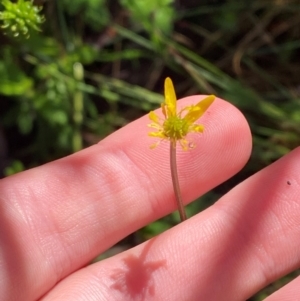 Ranunculus scapiger at Namadgi National Park - 4 Dec 2023 09:05 AM