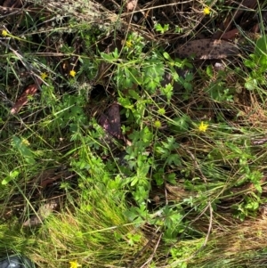 Ranunculus scapiger at Namadgi National Park - 4 Dec 2023 09:05 AM