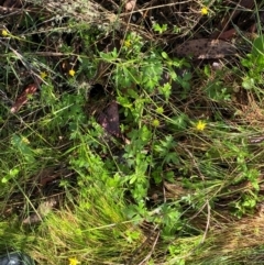 Ranunculus scapiger at Namadgi National Park - 4 Dec 2023