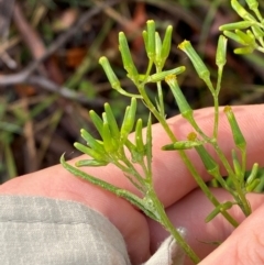 Senecio hispidulus (Hill Fireweed) at Namadgi National Park - 4 Dec 2023 by Tapirlord
