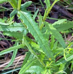 Senecio hispidulus at Namadgi National Park - 4 Dec 2023