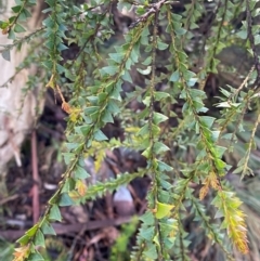 Acacia pravissima (Wedge-leaved Wattle, Ovens Wattle) at Namadgi National Park - 4 Dec 2023 by Tapirlord