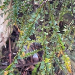 Acacia pravissima (Wedge-leaved Wattle, Ovens Wattle) at Namadgi National Park - 3 Dec 2023 by Tapirlord