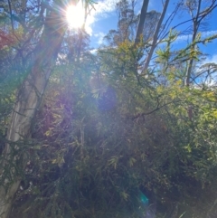 Acacia pravissima at Namadgi National Park - 4 Dec 2023