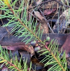 Persoonia chamaepeuce (Dwarf Geebung) at Namadgi National Park - 4 Dec 2023 by Tapirlord
