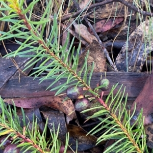 Persoonia chamaepeuce at Namadgi National Park - 4 Dec 2023