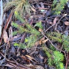 Persoonia chamaepeuce at Namadgi National Park - 4 Dec 2023 08:55 AM