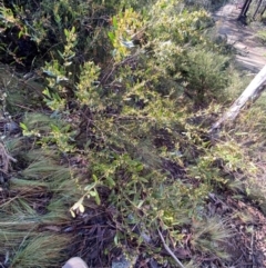 Daviesia mimosoides subsp. mimosoides at Namadgi National Park - 4 Dec 2023 by Tapirlord