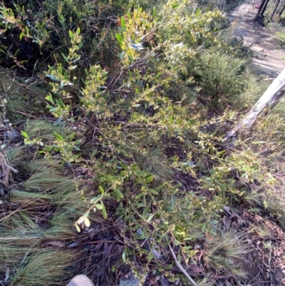 Daviesia mimosoides subsp. mimosoides at Namadgi National Park - 4 Dec 2023 by Tapirlord