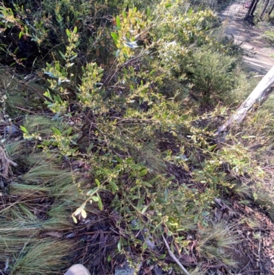 Daviesia mimosoides subsp. mimosoides at Cotter River, ACT - 3 Dec 2023 by Tapirlord