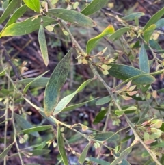 Daviesia mimosoides subsp. mimosoides at Namadgi National Park - 4 Dec 2023 08:55 AM