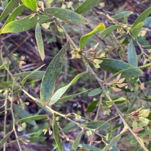 Daviesia mimosoides subsp. mimosoides at Namadgi National Park - 4 Dec 2023