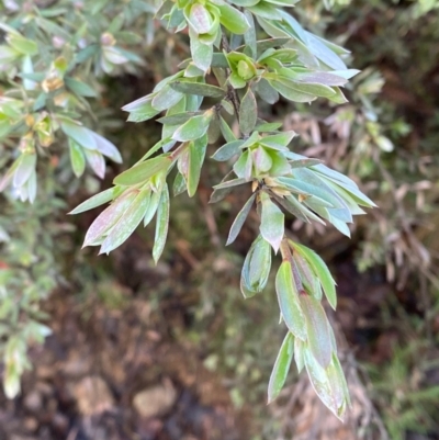 Leptospermum grandifolium (Woolly Teatree, Mountain Tea-tree) at Cotter River, ACT - 3 Dec 2023 by Tapirlord
