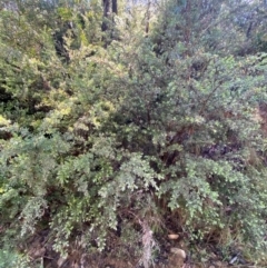 Leptospermum grandifolium at Namadgi National Park - 4 Dec 2023