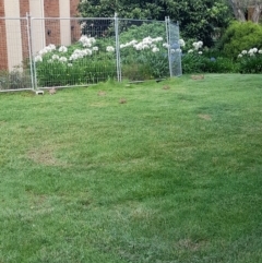 Oryctolagus cuniculus (European Rabbit) at Australian National University - 9 Jan 2024 by VanceLawrence