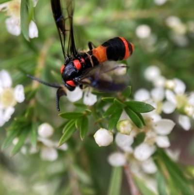Pterygophorus cinctus (Bottlebrush sawfly) at Hackett, ACT - 9 Jan 2024 by waltraud