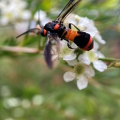 Pterygophorus cinctus at Hackett, ACT - 9 Jan 2024