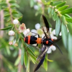 Pterygophorus cinctus at Hackett, ACT - 9 Jan 2024