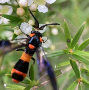 Pterygophorus cinctus at Hackett, ACT - 9 Jan 2024