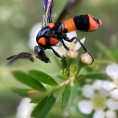 Pterygophorus cinctus at Hackett, ACT - 9 Jan 2024