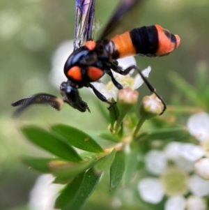 Pterygophorus cinctus at Hackett, ACT - 9 Jan 2024