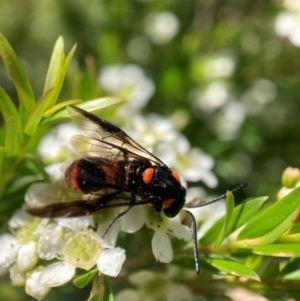 Pterygophorus cinctus at Hackett, ACT - 9 Jan 2024