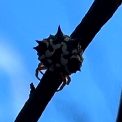 Austracantha minax (Christmas Spider, Jewel Spider) at Aranda, ACT - 9 Jan 2024 by lbradley