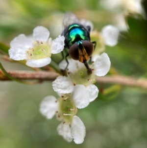 Chrysomya sp. (genus) at Hackett, ACT - 9 Jan 2024