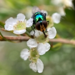 Chrysomya sp. (genus) (A green/blue blowfly) at Hackett, ACT - 9 Jan 2024 by waltraud