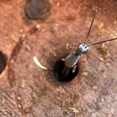 Unidentified Parasitic wasp (numerous families) at Hackett, ACT - 10 Jan 2024 by waltraud