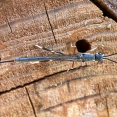 Gasteruption sp. (genus) at Hackett, ACT - 10 Jan 2024 11:44 AM