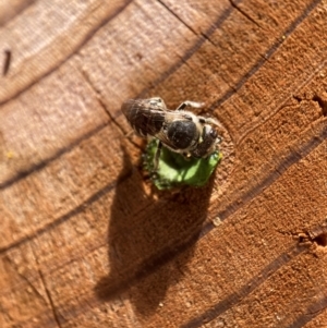 Megachile (Eutricharaea) serricauda at Hackett, ACT - 9 Jan 2024