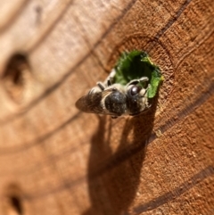 Megachile (Eutricharaea) serricauda at Hackett, ACT - 9 Jan 2024 02:16 PM