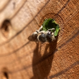 Megachile (Eutricharaea) serricauda at Hackett, ACT - 9 Jan 2024