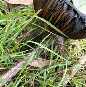 Phylloporus sp. at Aranda Bushland - 9 Jan 2024