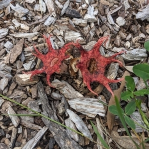 Aseroe rubra at Hackett, ACT - 9 Jan 2024 04:26 PM