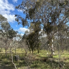 Amyema miquelii (Box Mistletoe) at Aranda Bushland - 9 Jan 2024 by lbradley