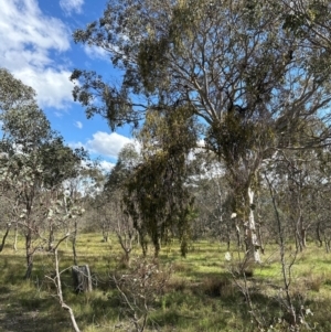 Amyema miquelii at Aranda Bushland - 9 Jan 2024 04:38 PM