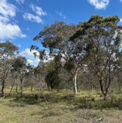 Amyema miquelii at Aranda Bushland - 9 Jan 2024