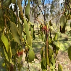 Amyema miquelii at Aranda Bushland - 9 Jan 2024 04:38 PM