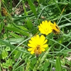 Apis mellifera at Little Taylor Grassland (LTG) - 7 Jan 2024