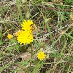 Apis mellifera at Little Taylor Grassland (LTG) - 7 Jan 2024