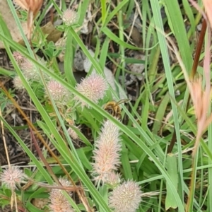 Apis mellifera at Little Taylor Grassland (LTG) - 7 Jan 2024