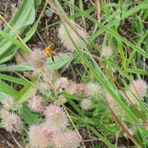 Apis mellifera at Little Taylor Grassland (LTG) - 7 Jan 2024 11:11 AM