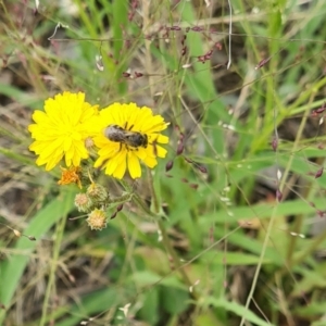 Lasioglossum (Chilalictus) sp. (genus & subgenus) at Little Taylor Grassland (LTG) - 7 Jan 2024