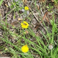 Lasioglossum (Chilalictus) sp. (genus & subgenus) at Little Taylor Grassland (LTG) - 7 Jan 2024